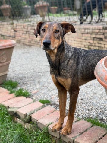 ARTU', magnifico mix DOBERMANN - Foto 3