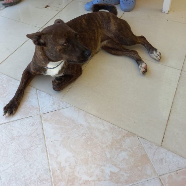Kira dolcissima pitbull in regalo - Foto 2