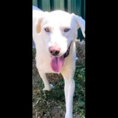 HOTSPOT GIOIOSO AFFETTUOSO SOCIEVOLE, CAGNOLINO IN ADOZIONE