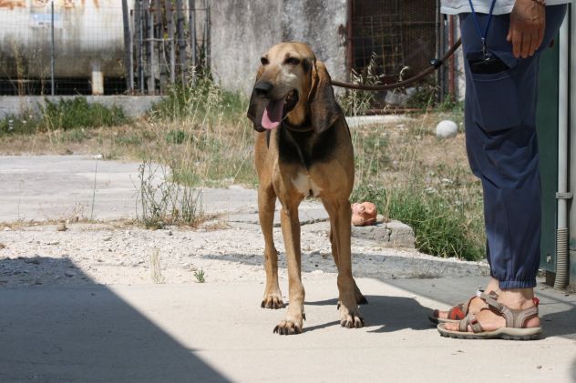 Pippo un tesoro di cane,dolcissimo,socievole e bellissimo, che aspetti?chiama!