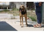 Pippo un tesoro di cane,dolcissimo,socievole e bellissimo, che aspetti?chiama!