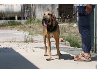 Pippo un tesoro di cane,dolcissimo,socievole e bellissimo, che aspetti?chiama!