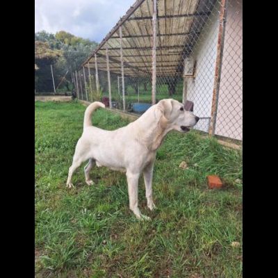 THOR DOLCE E SOCIEVOLE CANE IN ADOZIONE TG MEDIA - Foto 4