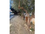 Appartamento in vendita a Vicopisano 130 mq  Rif: 1402668