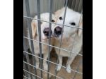 SOLE E LUNA MERAVIGLIOSE E DOLCISSIME, CANE IN ADOZIONE/  ADOZIONE DI COPPIA