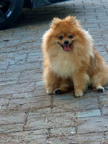 Disponibile maschio spitz di pomerania nano per monta - Foto 3