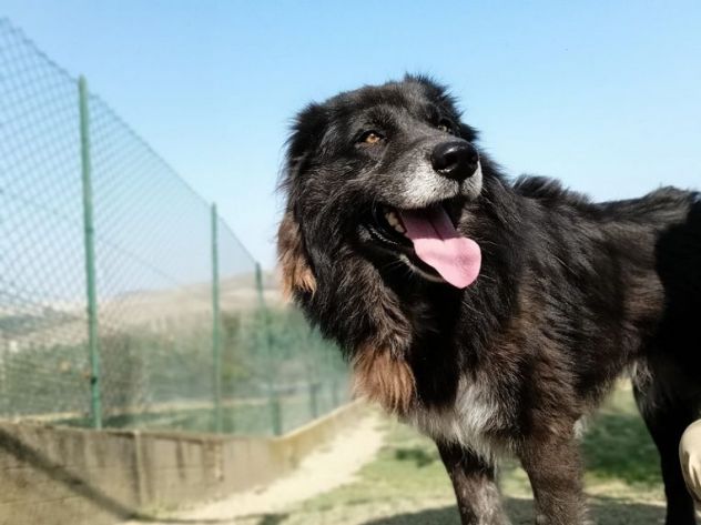 LUPO dolcissimo pastore- gli basta un raggio di sole! - Foto 2