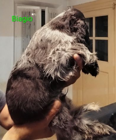 Cucciolo cocker spaniel inglese Blu roano - Foto 2