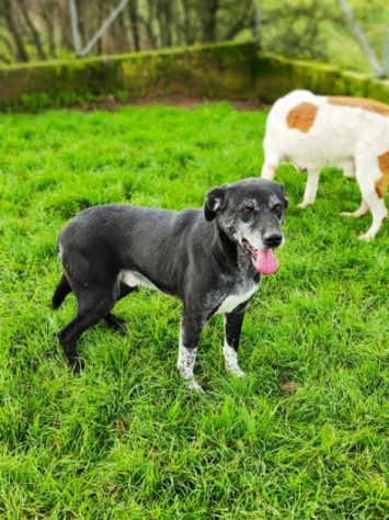 CANE IN ADOZIONE: ZEUS - Foto 2