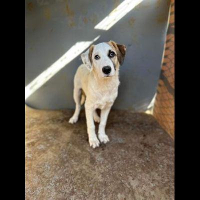 Cucciole in adozione - Foto 5