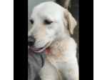 CATERINA CAGNOLINA SIMIL LABRADOR IN ADOZIONE
