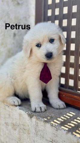Cuccioli di maremmano - Foto 4