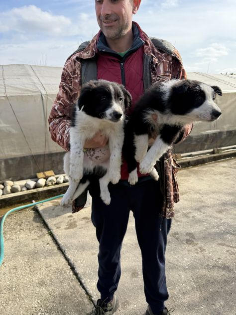 Cuccioli di Border Collie - Foto 3