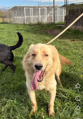 PUMBA DOLCISSIMO simil Golden retriever cane in adozione - Foto 4