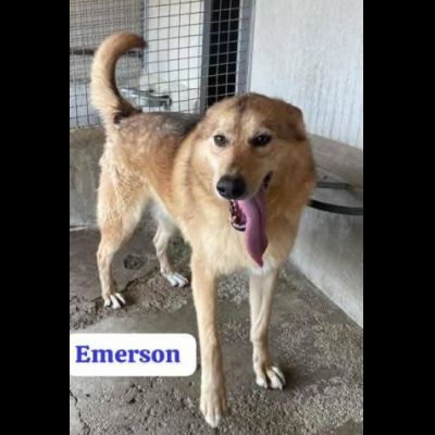 EMERSON DIMENTICATO TRA GLI INVISIBILI CANE IN ADOZIONE TG MEDIA SOCIEVOLE - Foto 2