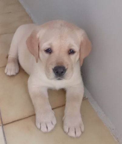 Labrador retriever Cuccioli con pedigree - Foto 3