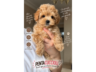 MALTIPO - MALTIPOO CUCCIOLI SELEZIONATI pag in 12 rate