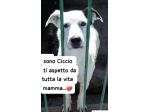 FIORELLA 14 ANNI taglia media IN CANILE