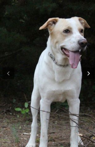 Tobia splendido cagnolone 6anni salito 1anno fa a PAVIA - Foto 7