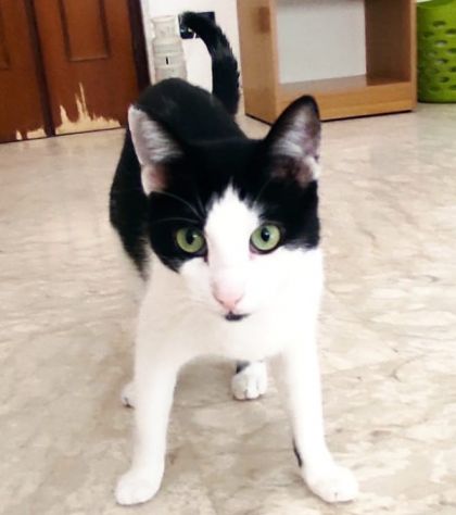 Zorro & Francesco, adozione di coppia - Foto 6