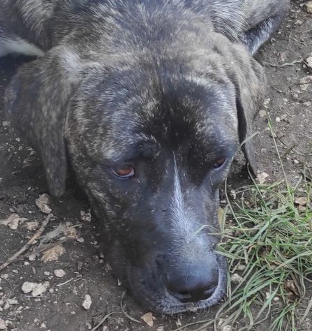 ZENO AMABILE E COCCOLONE: CANE IN ADOZIONE - Foto 10