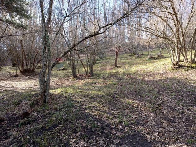 Terreno in vendita a Santa Domenica Vittoria - Foto 17