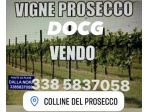 VIGNETI DI PROSECCO DOCG DI 2,5 ETTARI