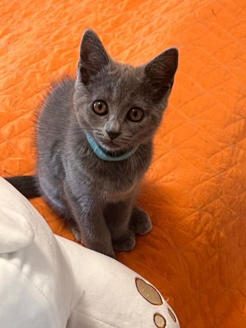 Gattini Certosino - Foto 4