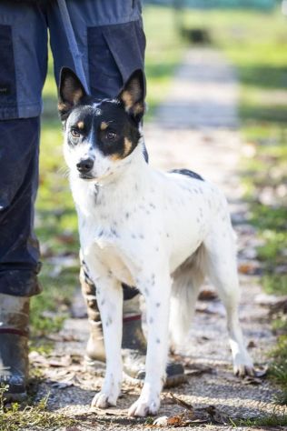 4/5anni medio picc9ola salita dal sud,finita in canile!Prov VARESE - Foto 4