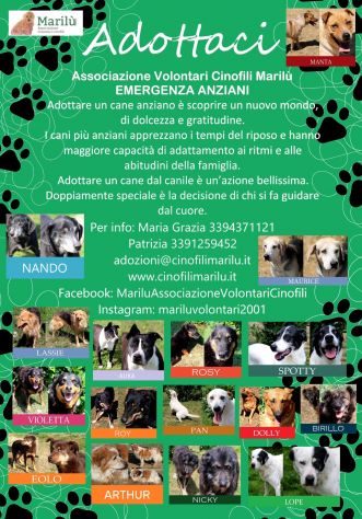 EMERGENZA Cani anziani anche il NIENTE per loro è TUTTO, Aiutateci a salvarli