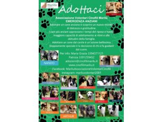 EMERGENZA Cani anziani anche il NIENTE per loro è TUTTO, Aiutateci a salvarli