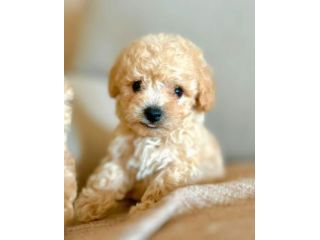 maltipoo