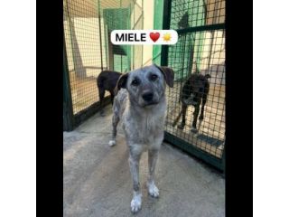 MIELE E MILO MIRACOLI D' AMORE CUCCIOLI IN ADOZIONE