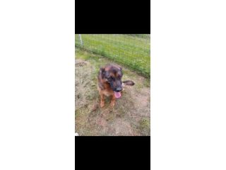 Greta pastore tedesco