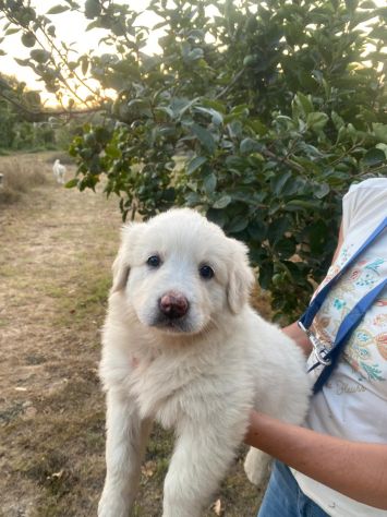 Quattro cucciole - Foto 2