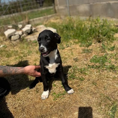 NOVA LA TENEREZZA CUCCIOLA IN ADOZIONE - Foto 4