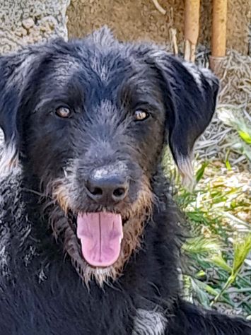 Jerry dolcissimo spinone in adozione - Foto 2