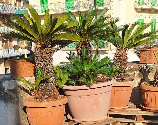 Cycas affare - Foto 3