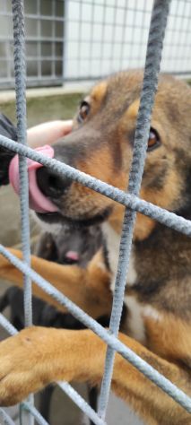 GIOI CANE IN ADOZIONE - Foto 5