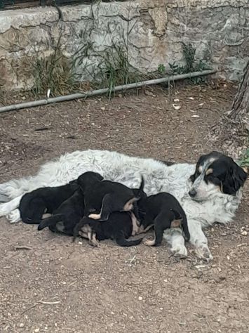REGALO CUCCIOLI INCROCIO ROTTWEILER PASTORE - Foto 3