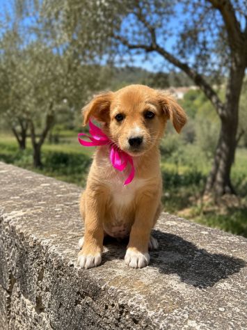 Regalo cuccioli taglia medio piccola - Foto 7