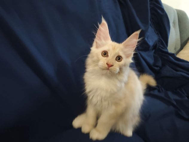 Gatti razza Maine Coon - Foto 4