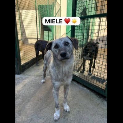 MIELE E MILO MIRACOLI D' AMORE CUCCIOLI IN ADOZIONE - Foto 5