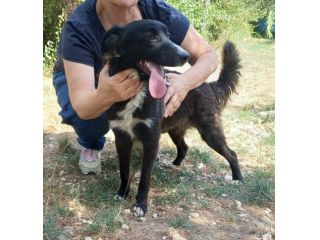 Tyson 9 mesi mix border collie