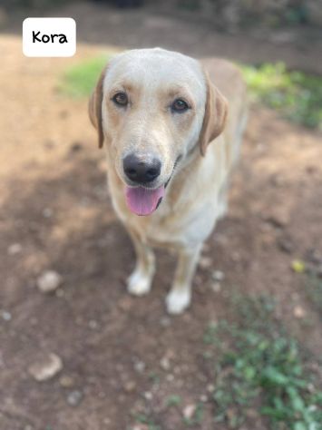 Kora simil labrador - Foto 3