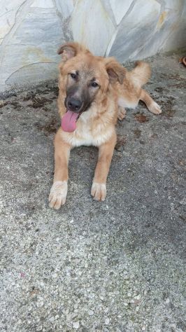 Tonino cucciolo