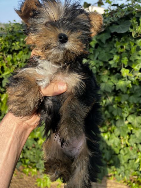 Cuccioli di Morkie (Morkye) maltese x yorkshire - Foto 3