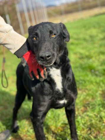 AARON dolce e vitale carbonello,  CANE IN ADOZIONE - Foto 2