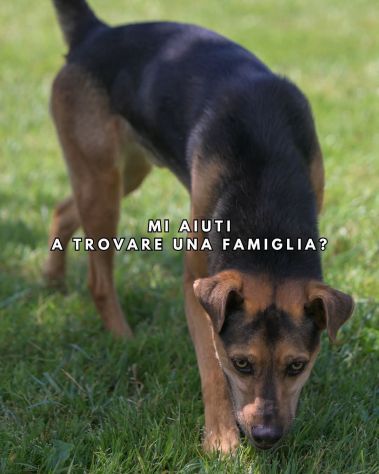 CARLO, vivace e giovane cagnolino in adozione - Foto 2