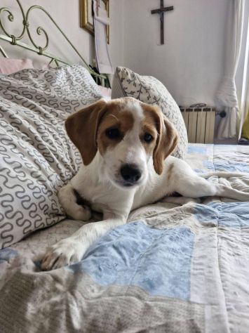 Daisy cucciola - Foto 2